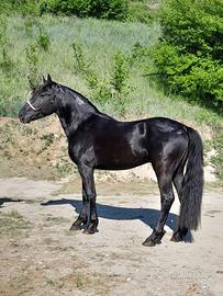 Cavallo Murgese intero