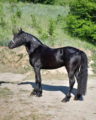 Cavallo Murgese intero