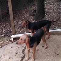 Cani segugi italiani pelo corto