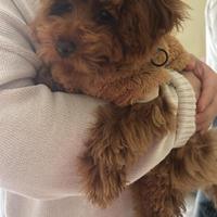 Barboncino mini toy red