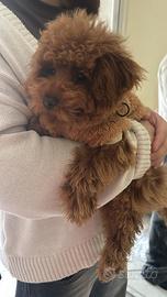 Barboncino mini toy red