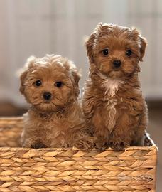 Maltipoo Albicocca cuccioli