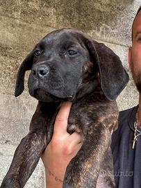 Cane corso