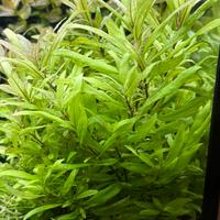 Hygrophila polysperma