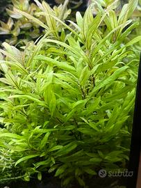 Hygrophila polysperma