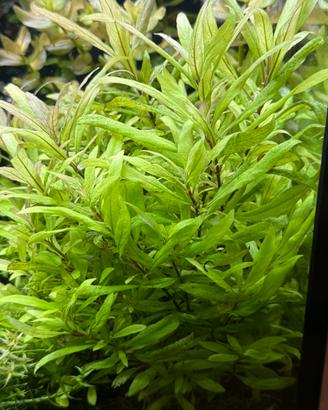 Hygrophila polysperma