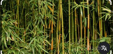 Canne di bambù