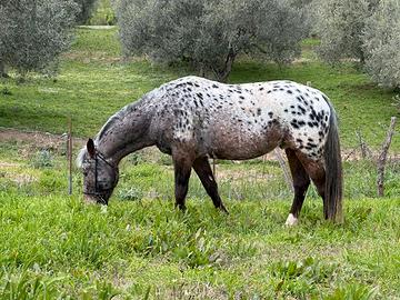 Cavallo appaloosa