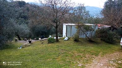 Terreno uliveto 4500mq