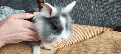 Conigli nani e testa di leone