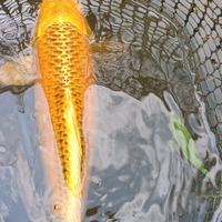 Carpe koi