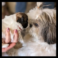 Cuccioli shih Tzu