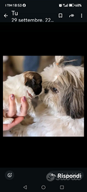 Cuccioli shih Tzu