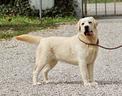 cuccioli-labrador-biondi-fior-d-acqua-