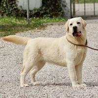 Cuccioli Labrador Biondi "Fior d'Acqua"