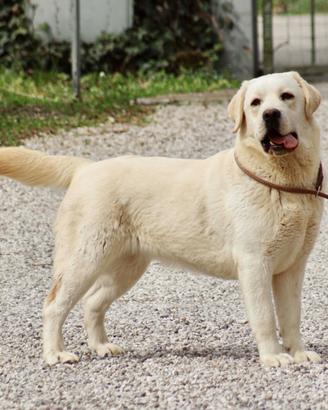 Cuccioli Labrador Biondi "Fior d'Acqua"