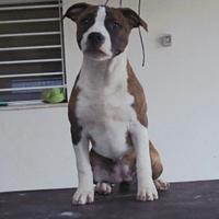 American staffordshire terrier