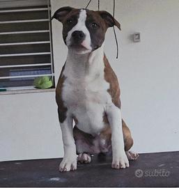 American staffordshire terrier