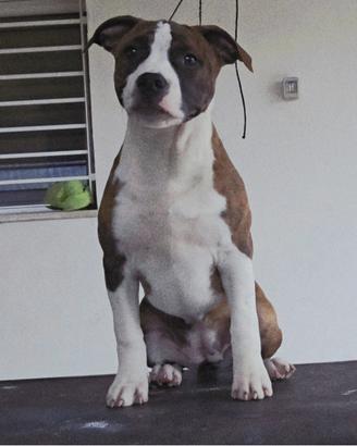 American staffordshire terrier