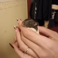 Cuccioli di ratto domestico disponibili