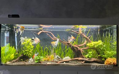 Acquario juwel rio 450 completo