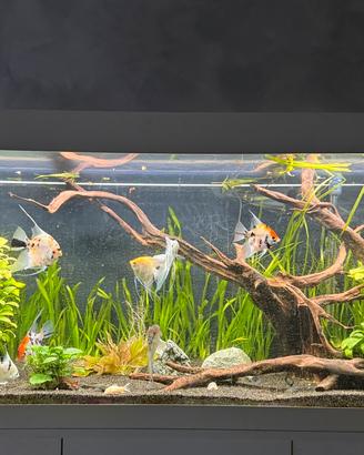 Acquario juwel rio 450 completo