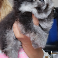 Pomerania spitz volpino