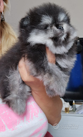 Pomerania spitz volpino