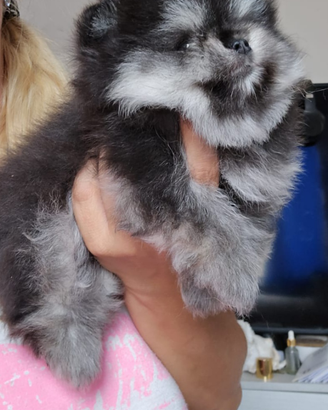 Pomerania spitz volpino