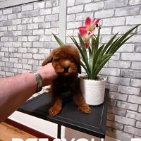 Cuccioli di taglia molto piccola