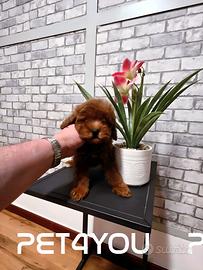 Cuccioli di taglia molto piccola