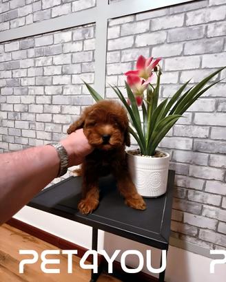 Cuccioli di taglia molto piccola