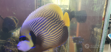 Pesce Imperatore marino