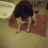 Springher spaniel inglese cuccilinii