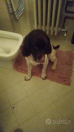 Springher spaniel inglese cuccilinii