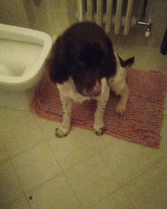 Springher spaniel inglese cuccilinii