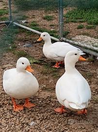Anatra mignon