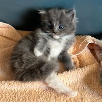 Micina Ragdoll Solid mitted