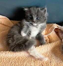Micina Ragdoll Solid mitted