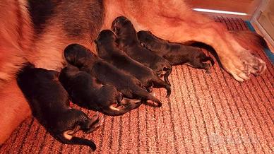 Cuccioli di Pastore Tedesco