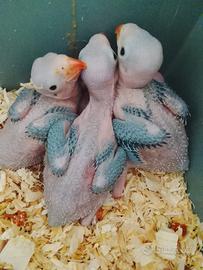 Pappagalli