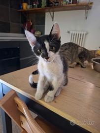 Gatti europei