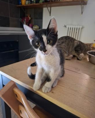 Gatti europei