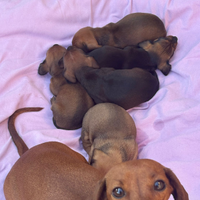 Cuccioli bassotto nano