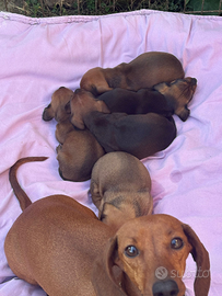 Cuccioli bassotto nano