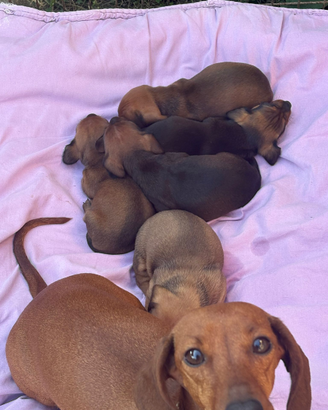 Cuccioli bassotto nano