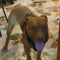 Pit bull