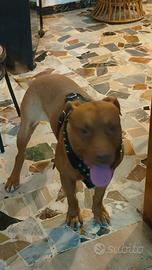 Pit bull