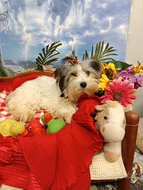 Yorkshire Biewer Terrier Femminuccia