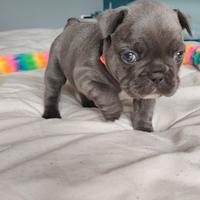 Bulldog francese femminuccia